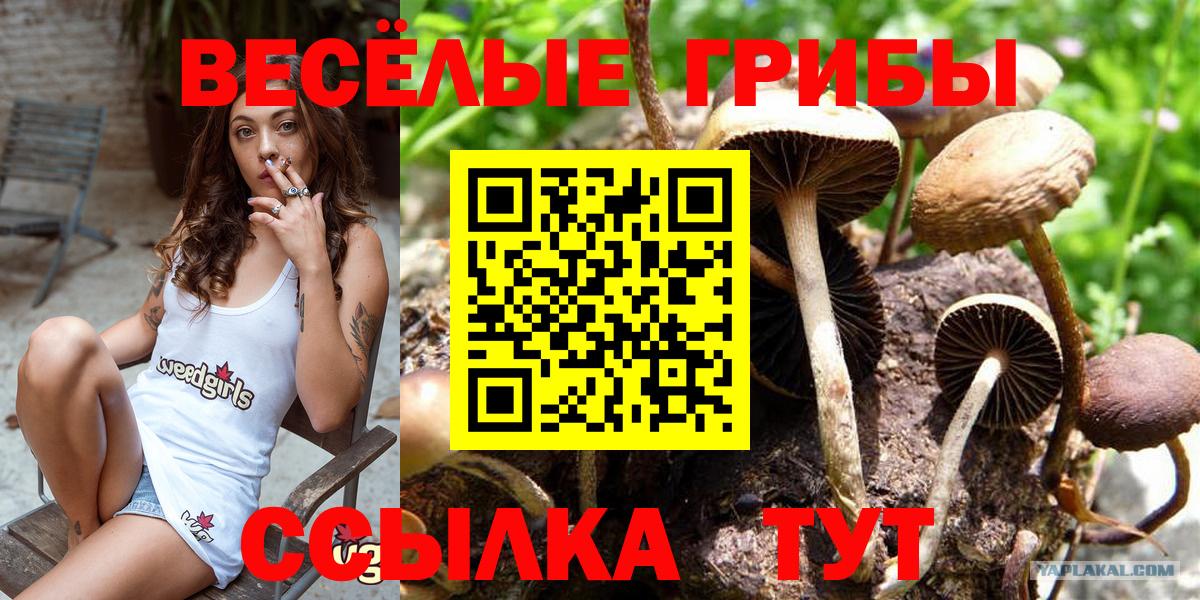 Галлюциногенные грибы GOLDEN TEACHER  Вход с VPN  Химки 